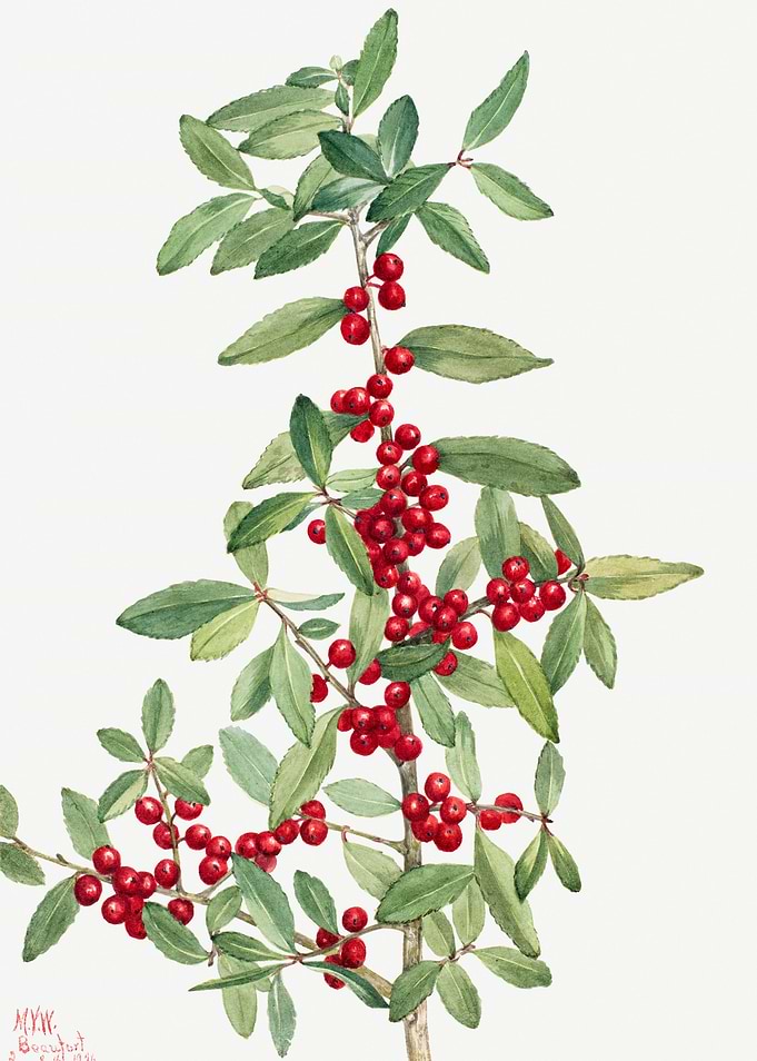 Yaupon Ilex vomitoria