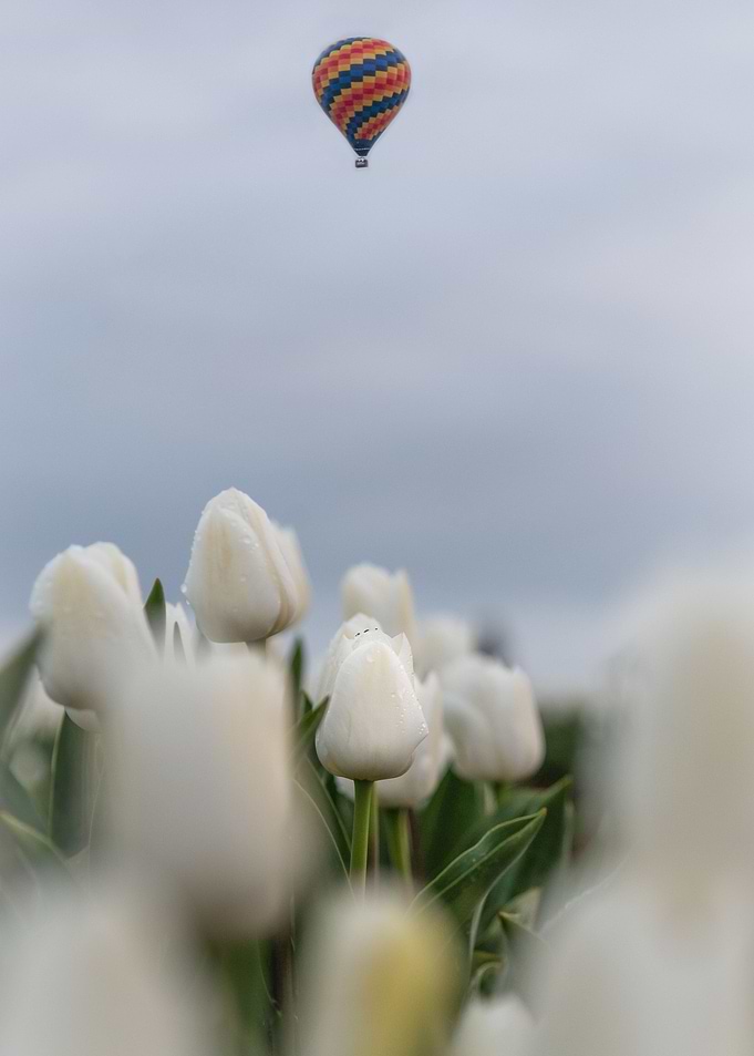 Hot Air Balloon Tulips