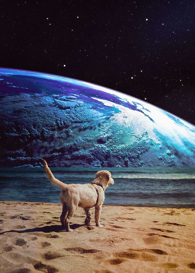 A Dog On The Beach