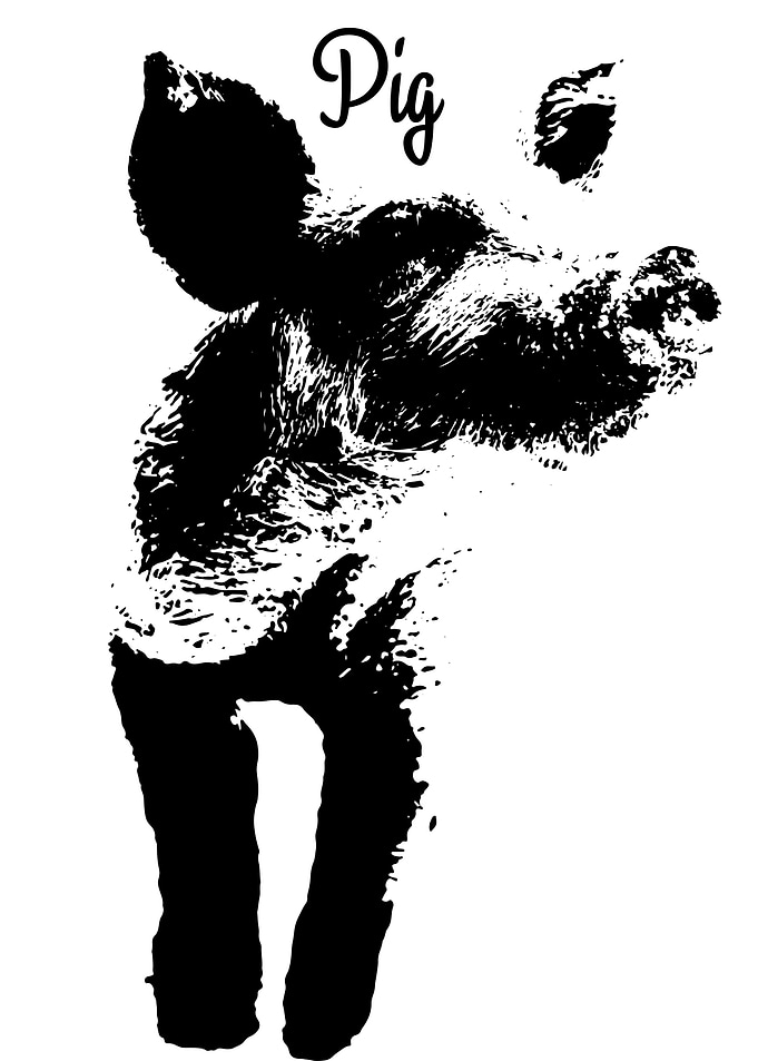 Pig