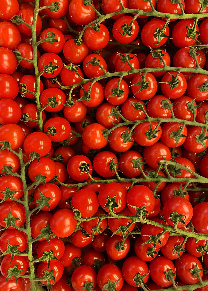 TOMATO SOLDIER
