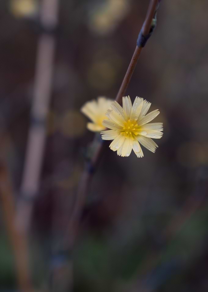 Yellow flower