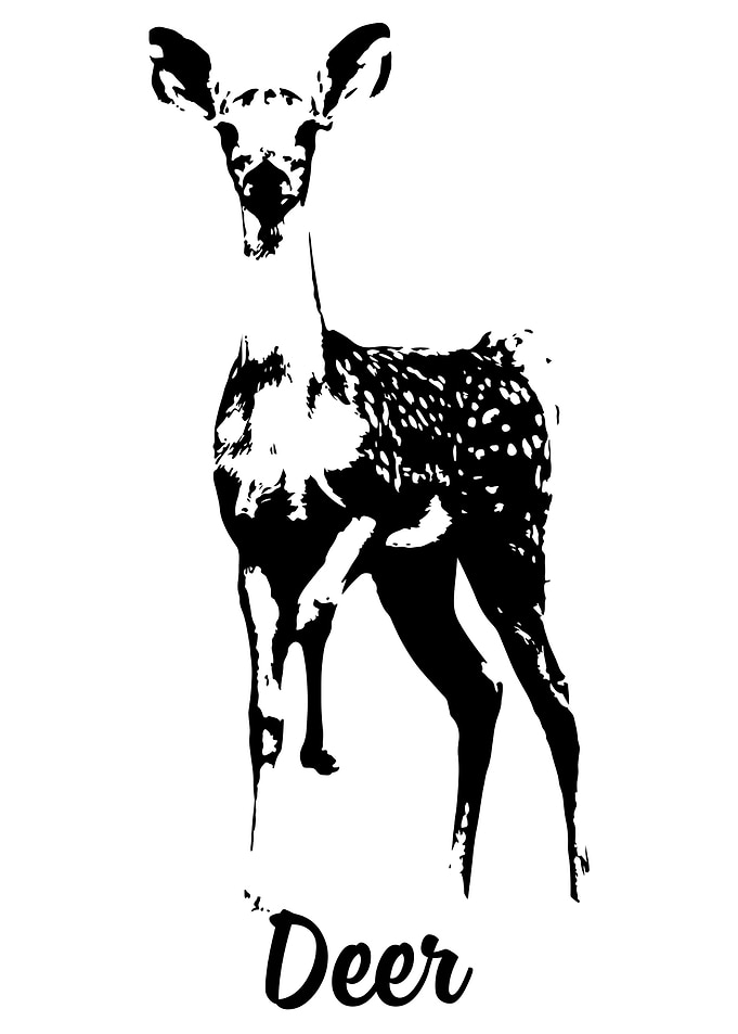 Deer