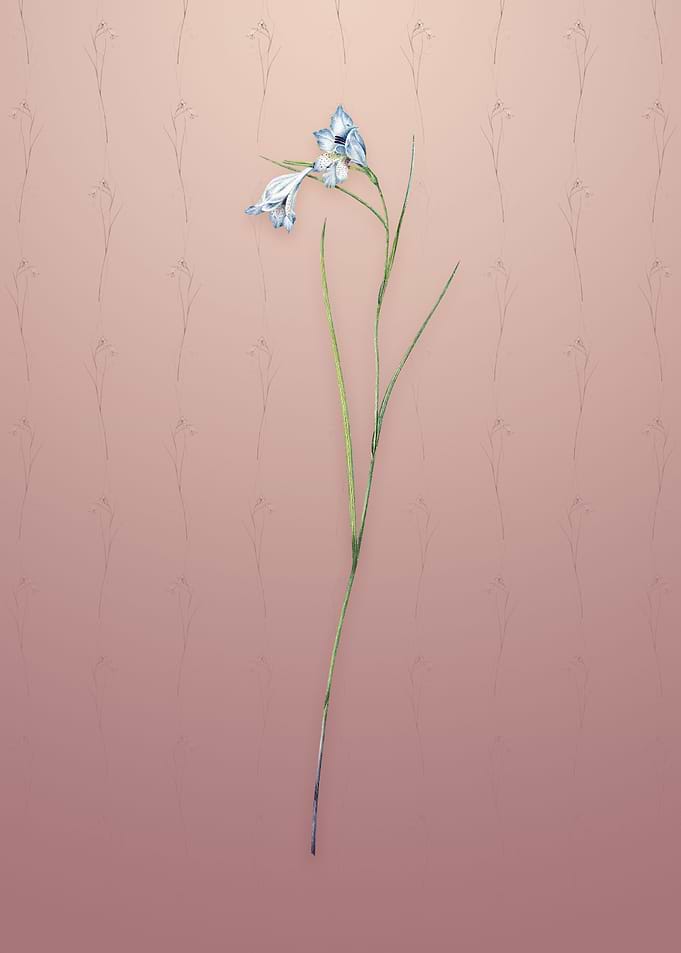 Blue Pipe on Dusty Pink