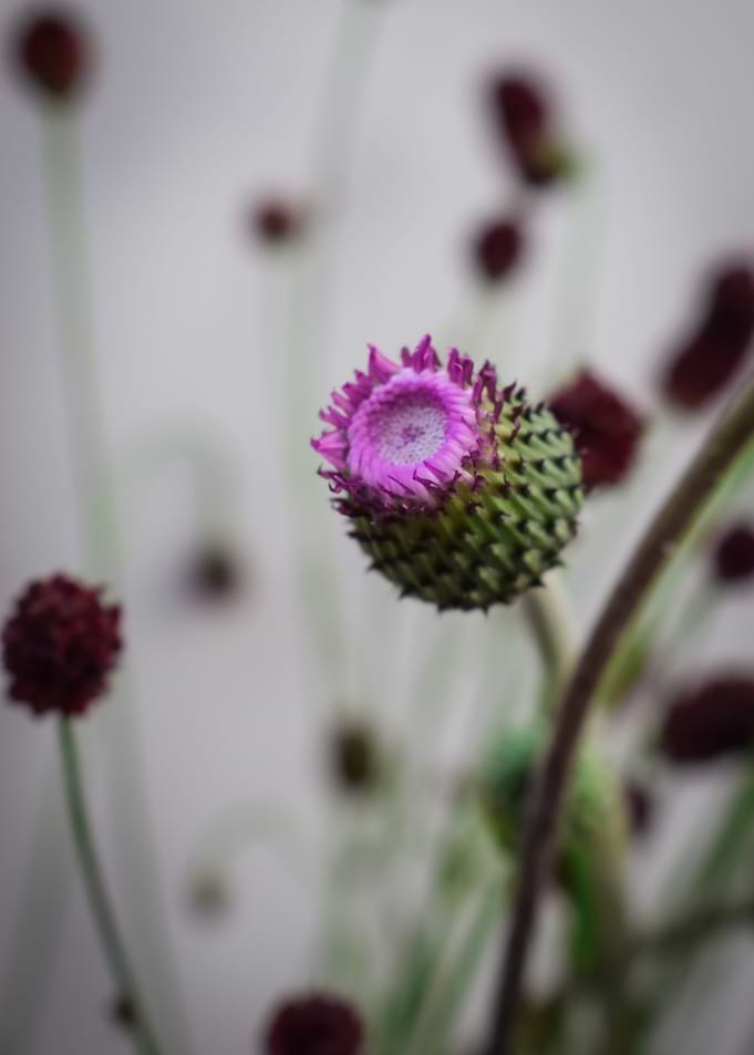 Thistle bud
