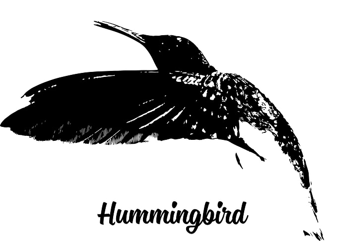 Hummingbird