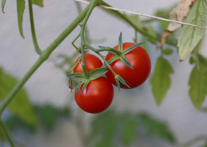 TRIO TOMATO