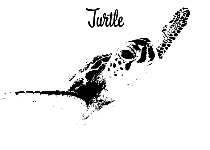 Turtle