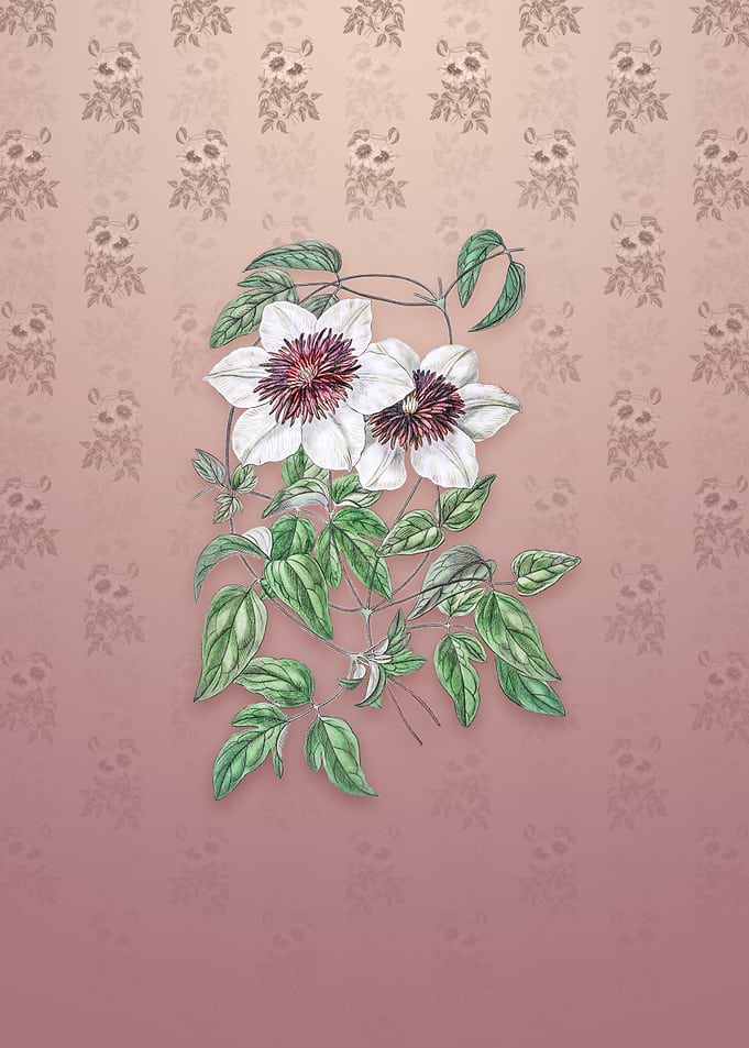 Vintage Siebalds Clematis
