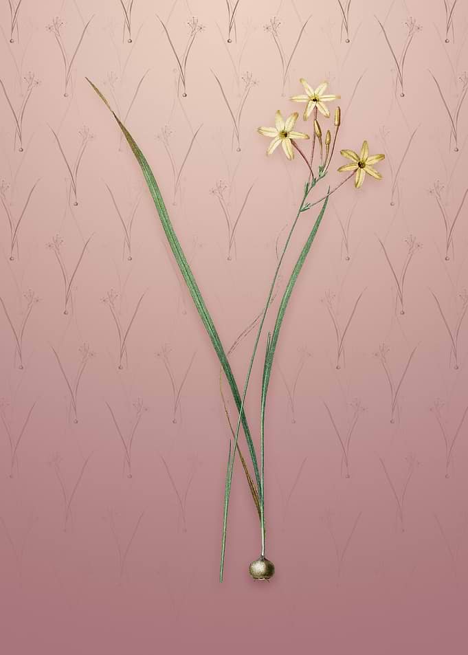 Vintage Ixia Longiflora