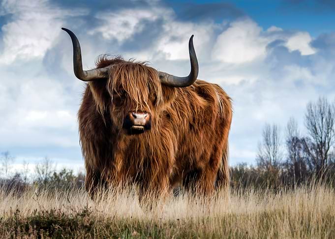 Bull Animal on the Field