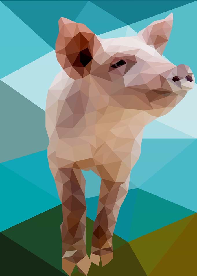 Pig
