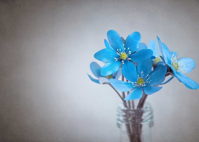 liver flower