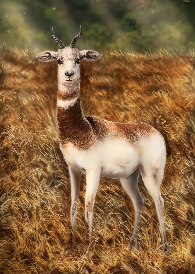 Dama Gazelle
