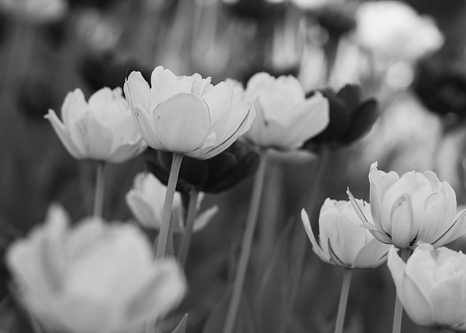 tulips gray