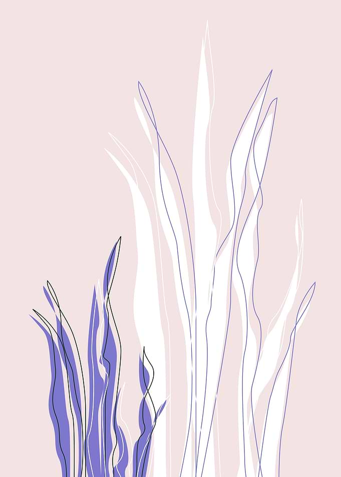 Sansewieria