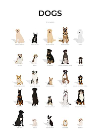 Dogs Breeds Collection