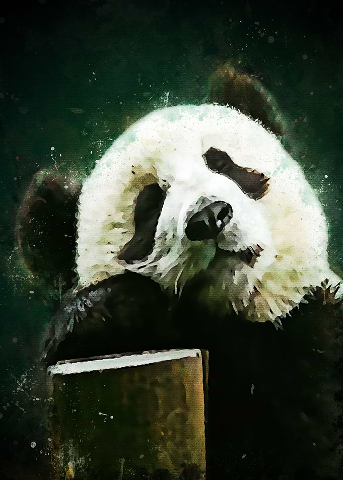 Cute Panda