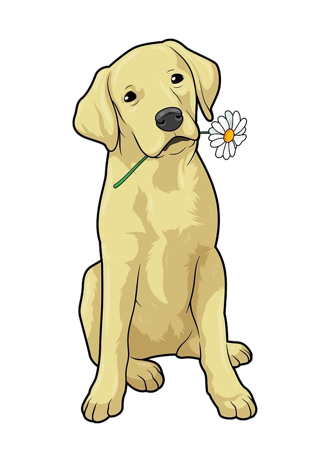 Labrador Daisy
