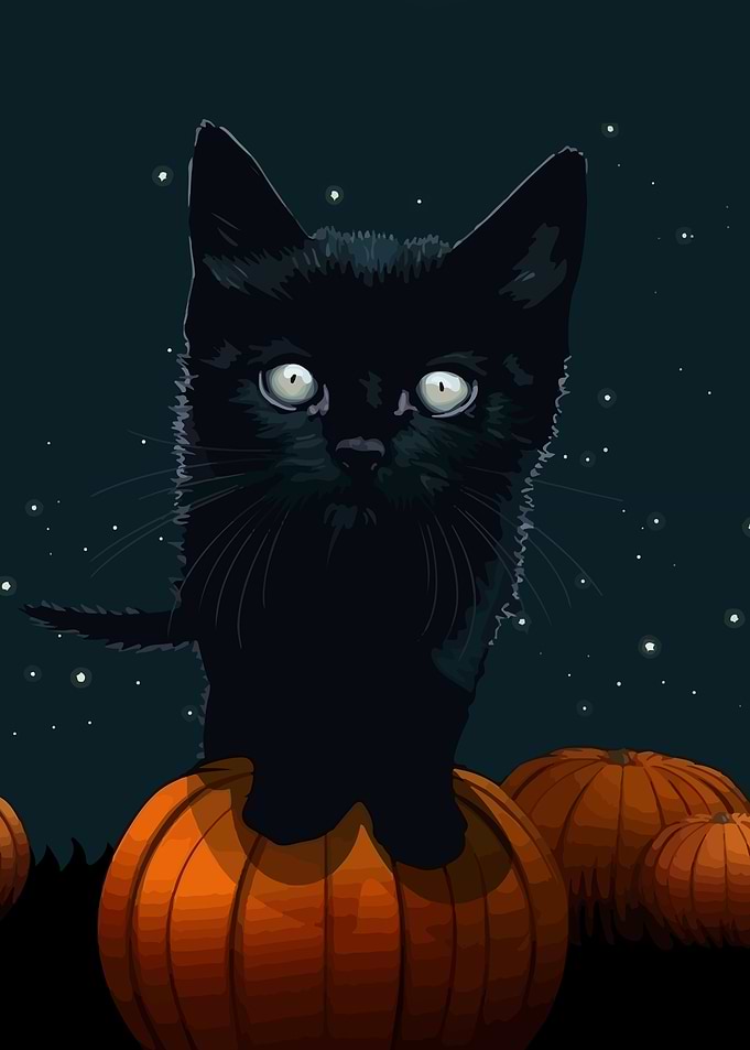 black Cat