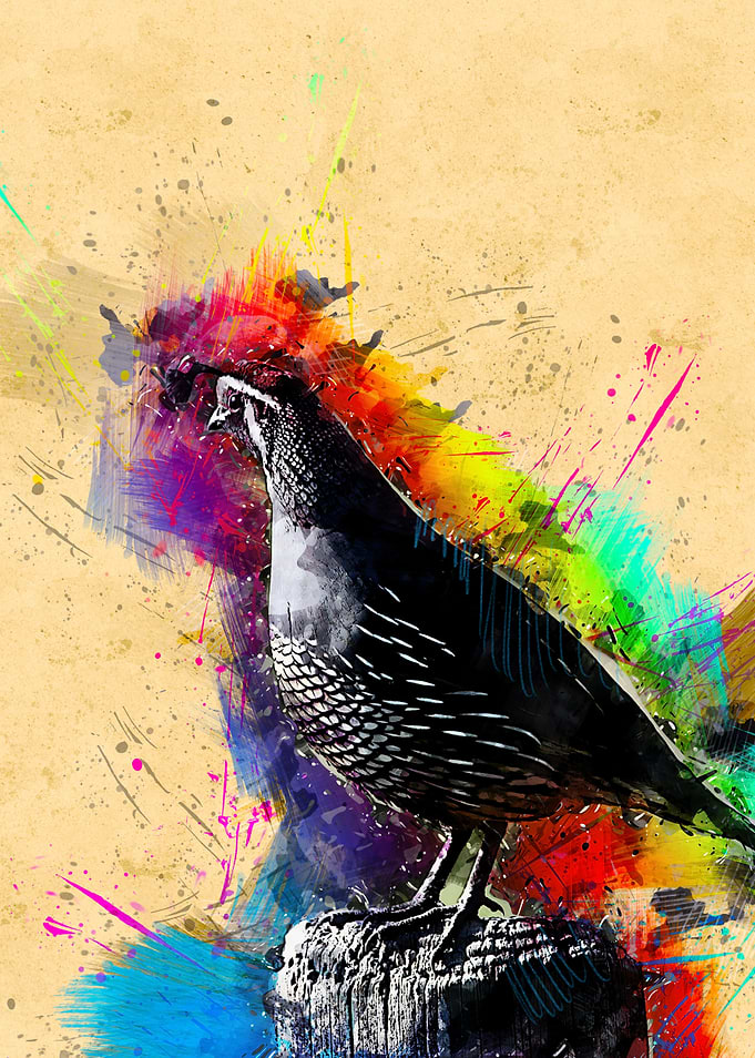 Quail 116