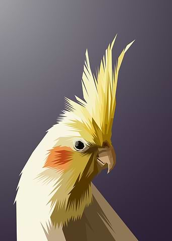 Parrot Wpap