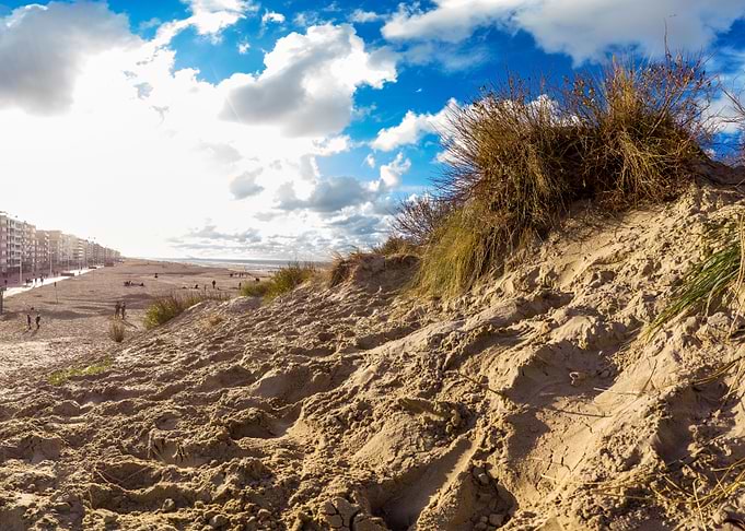 dune with sawgrass