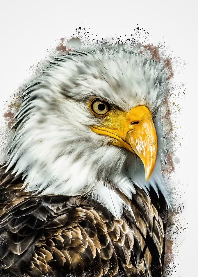 Bald eagle