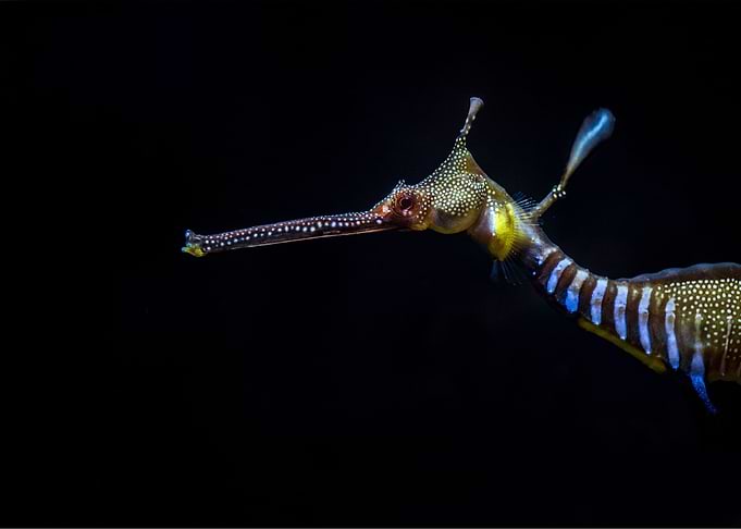 a seahorse in dark