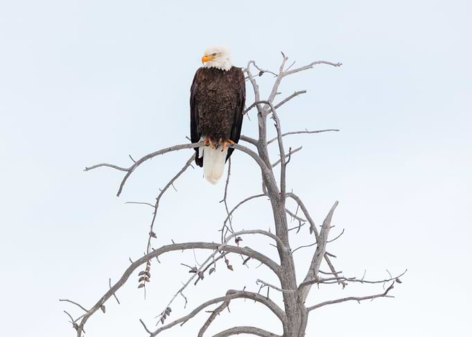 Bald Eagle Perched