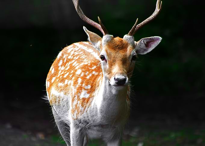 Grazing Deer