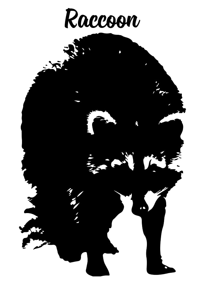 Raccoon