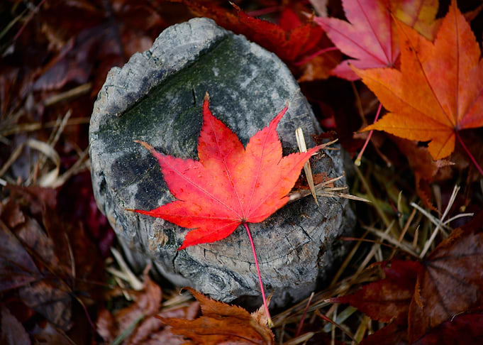 Autumn Vibes