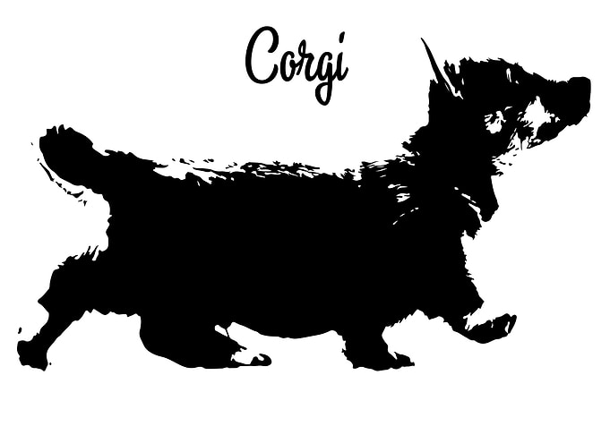Corgi Dog