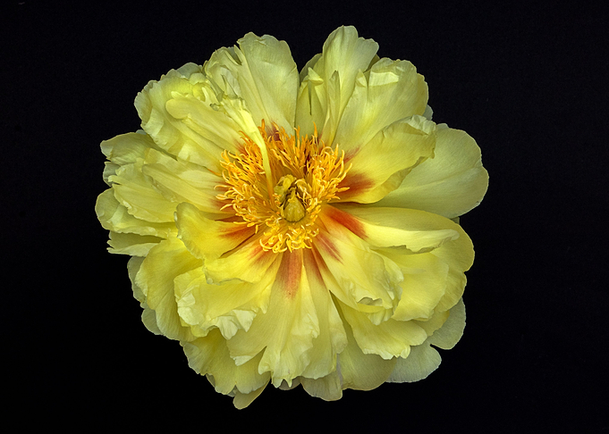 yellow Flower