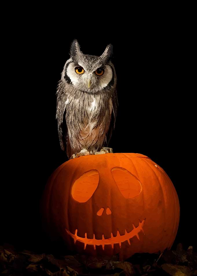 Owl Bird