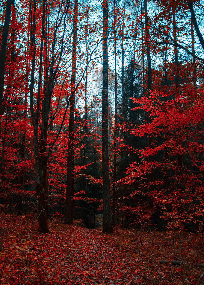 Autumn Vibes