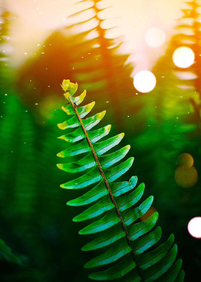 Green leaf