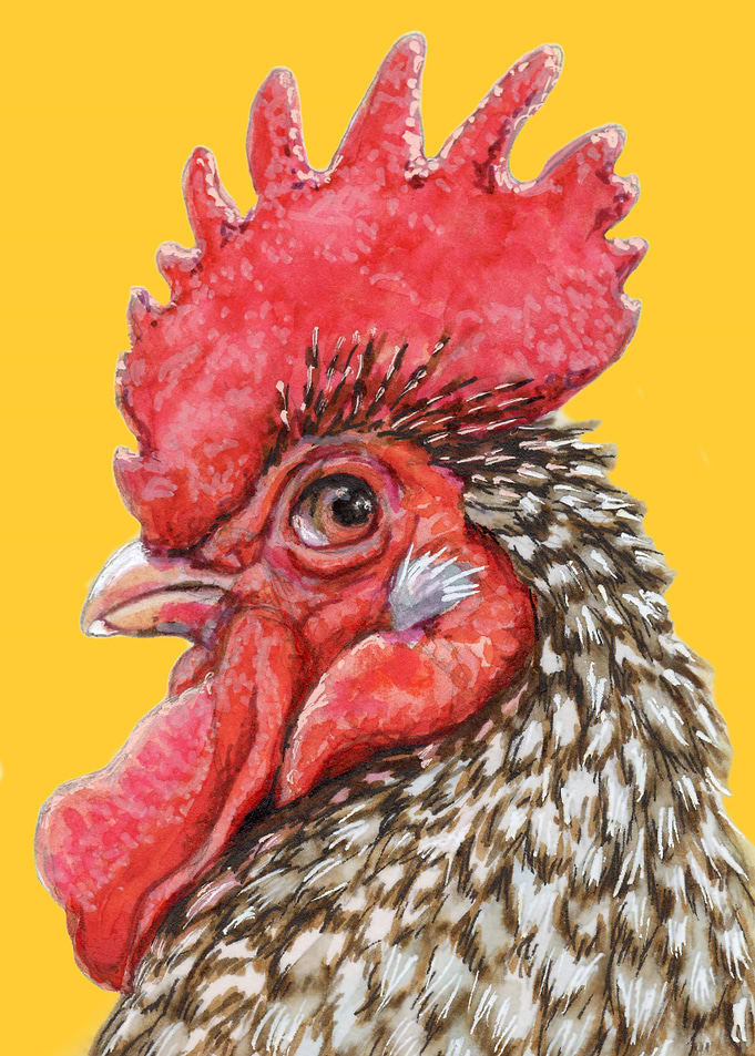 Rooster Glance Back 220049