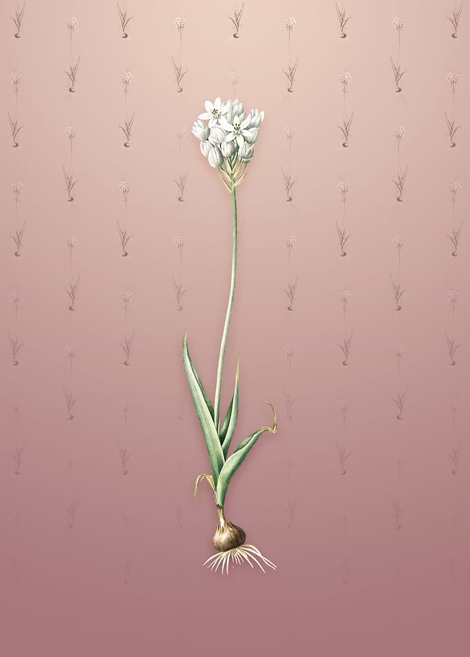 Vintage Chincherinchee