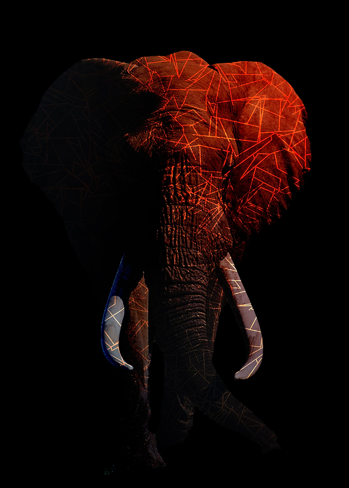 Colour Elephant