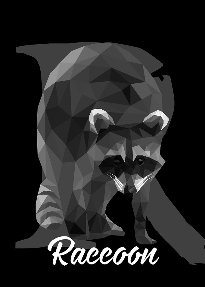 Raccoon