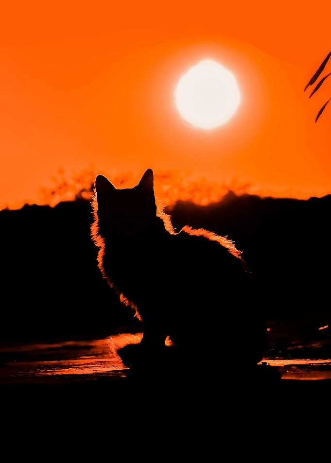 Cat Stray