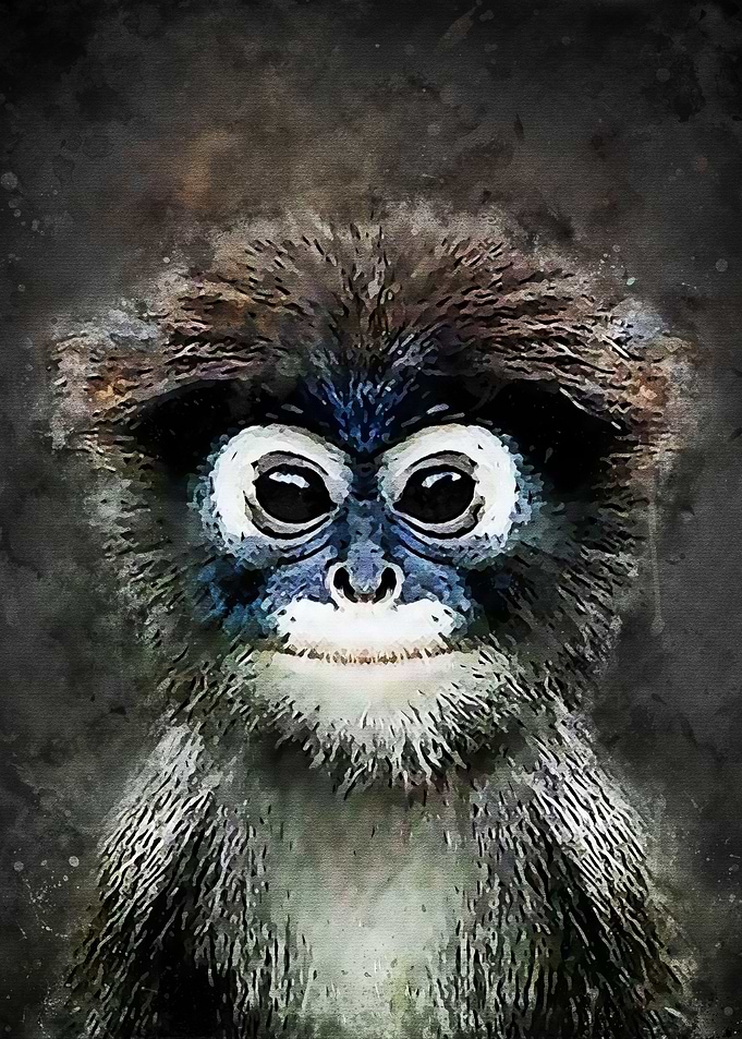Cute Monkey