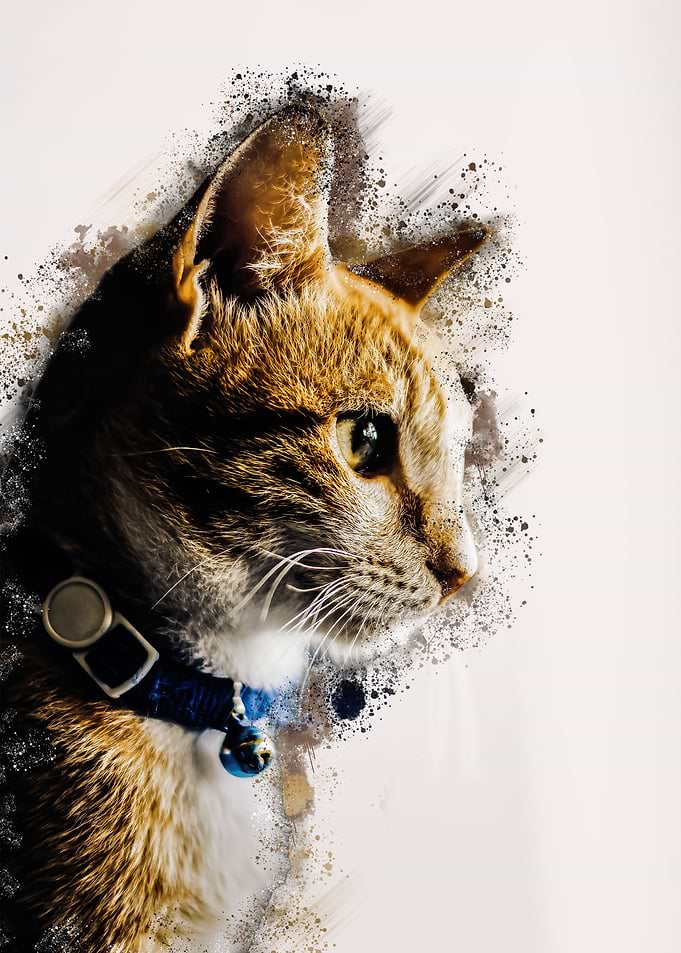 Pet tabby