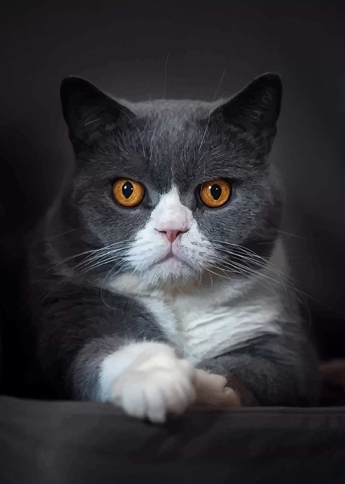 Cat illustration