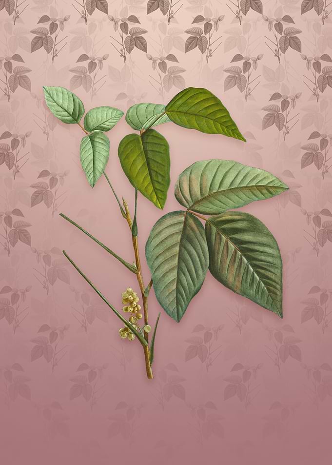 Vintage Eastern Poison Ivy