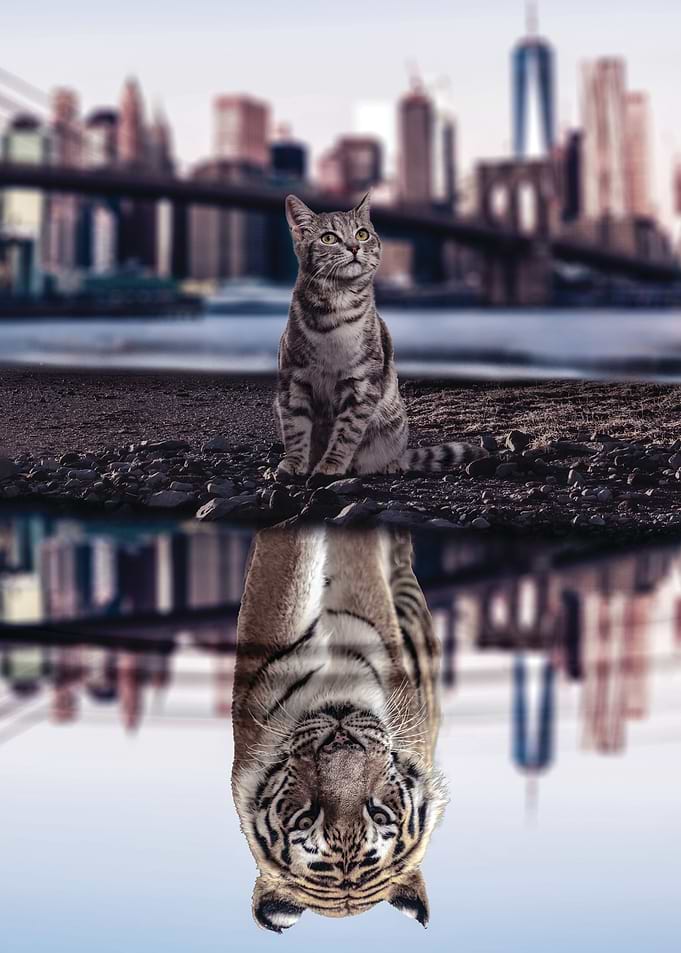 Tiger Success Mindset