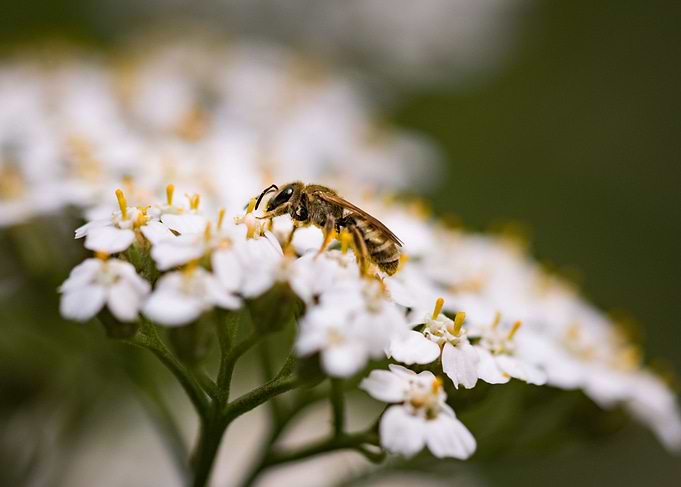Golden bee