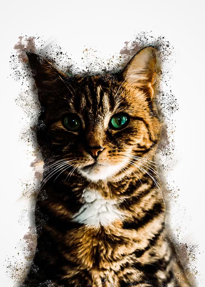 Closeup portrait cat